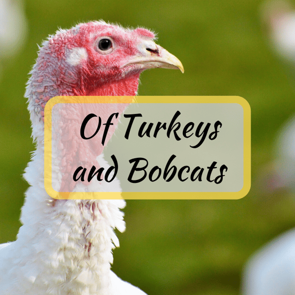 Of Turkeys and Bobcats