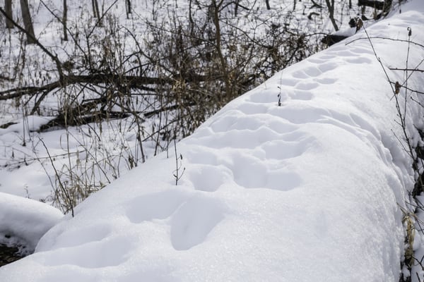 Winter mystery Tracks of unidentified wild animal in deep snow along fallen tree trunk in woods, northern Illinois