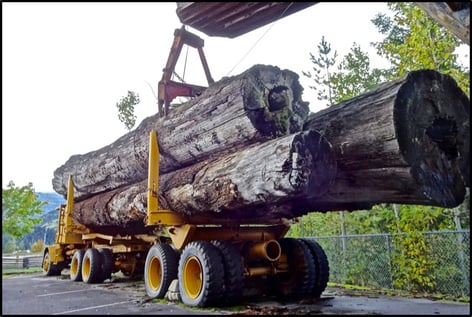 forestry-blog.jpg