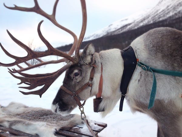 reindeer-2023720_1280