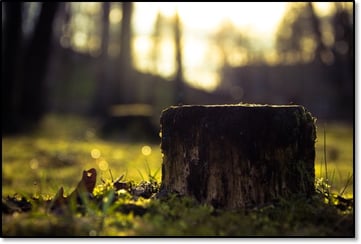 tree-stump-blog.jpg