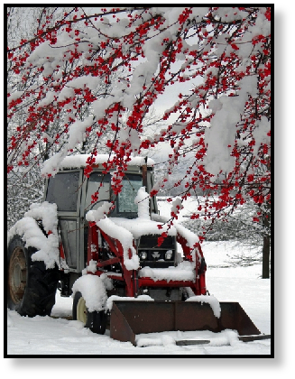 front-loader-winter-berries-snow-extreme-weather