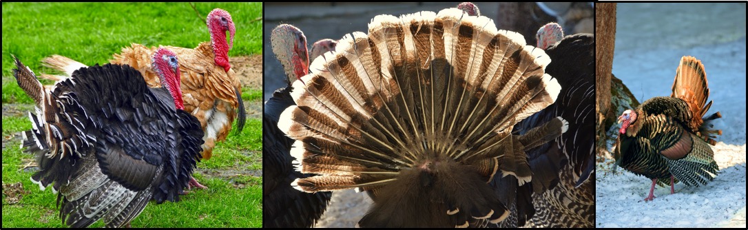turkeys-blog-1-1